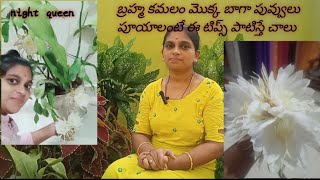 బ్రహ్మ కమలం మొక్క పూలు పూయాలంటే tips  Brahma kamal epiphyllum trending [upl. by Yrian133]