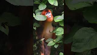 ¡Langur Chato Dorado El Mono Más Intrépido en la Nieve🙊🐉🏜️ youtubeshorts monkey [upl. by Yrekaz]