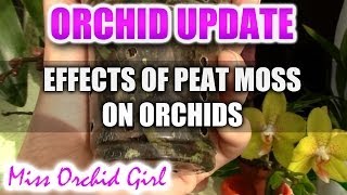 The effect of peat moss on epiphyte Orchids [upl. by Ahsein108]