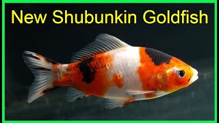 New AAA Show Quality Shubunkin Goldfish [upl. by Aileek]