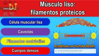 Fisiología del músculo liso  Filamentos proteicos del músculo liso  Cuerpos densos y caveolas [upl. by Dugald219]