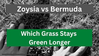 Which Grass Stays Greener Longer  Bermuda VS Zoysia [upl. by Atinod]