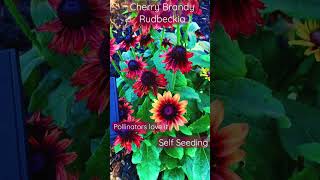 CHERRY 🍒 BRANDY RUDBECKIA gardening shortvideo short shorts rudbeckia [upl. by Geerts525]