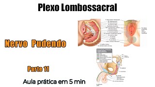 Plexo Lombossacral  Nervo Pudendo  Anatomia Humana  Anatomia [upl. by Ravo]