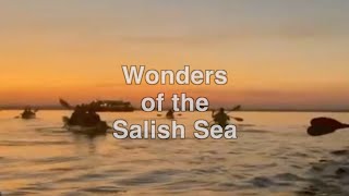 Wonders of the Salish Sea 2024 Bioluminescence the quotHumpback Comebackquot [upl. by Irrak]