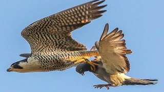 EL PODER DEL HALCÓN PEREGRINO 🦅 Un MISIL Viviente 🦅 [upl. by Russell926]