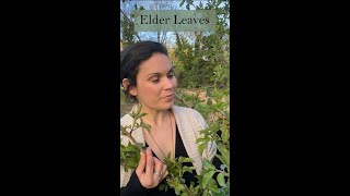 Working with Elder Leaves as a Medicine from the Ivywood Garden [upl. by Nilac]