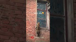 Perjuangan seorang IBU KUCING untuk kitten shortvideo pets animals cat [upl. by Enehs860]