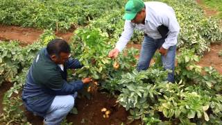 ¿Sabes cuál es la importancia de un buen follaje en el cultivo de papa [upl. by Maiga]