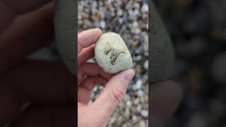 Mysterious bone fossil found in a quarry fossil fossilhunting bone [upl. by Kreegar]