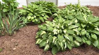 Does Hostas like Sun or Shade and what type of Mulch [upl. by Wadesworth948]