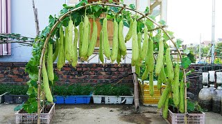 Tips For Growing Melon This Way Produce A Lot Of Fruit To Eat All Year Round [upl. by Iphigeniah]