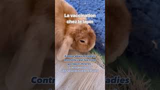 VACCINATION CHEZ LE LAPIN [upl. by Evalyn]