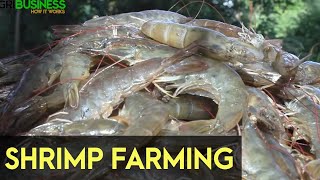 Shrimp Farming in the Philippines [upl. by Gwenora]