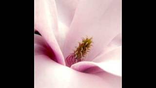 Magnolia  JJ Cale [upl. by Annunciata]