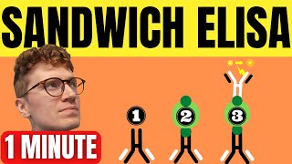 SANDWICH ELISA EXPLAINED IN 1 MINUTE [upl. by Siuoleoj632]