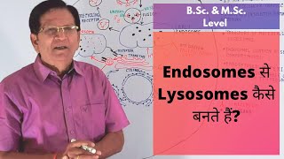 How Are Lysosomes Formed from Endosomes  BSc amp MSc Level [upl. by Atauqal]