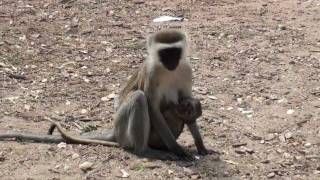 The wildlife in the Tsavo east National Park Kenya [upl. by Sig]