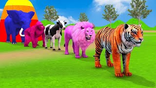 Long Slide Game With Elephant Gorilla Buffalo Hippopotamus Tiger  3d Animal Game  Funny 3d Animals [upl. by Trescha128]