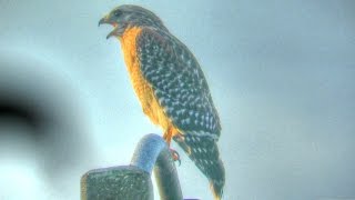 Red Shouldered Hawk Calling [upl. by Mit215]