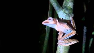 Rhacophorus at Kubah National Park Sarawak Malaysian Borneo [upl. by Sands]