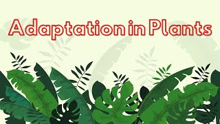 Adaptation in Plants l Class 4 Science l terrestrial plants  Aquatic Plants [upl. by Petras511]