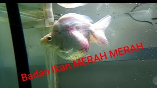 Cara mengobati ikan koki bengong kemudian badan ikan merah merah AEROMONAS [upl. by Porche]