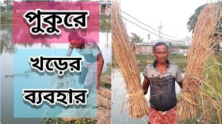 Natural Fish Feed Zooplankton Culture  Use of Straw in the Fish Pond in Bengali [upl. by Ebehp701]