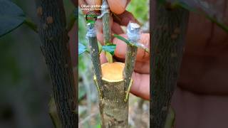 olive tree grafting successful method budding graft [upl. by Runck]