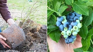 How to Grow Blueberries Complete Growing Guide [upl. by Rehteh]