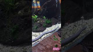 Aquatic Caecilian si perenang ulung aquarium snake binatang animals shortvideo fyp [upl. by Mahgirb]