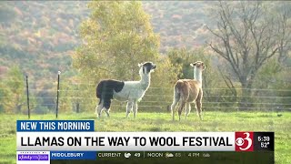 Vermont Sheep and Wool Festival kicks off this weekend [upl. by Teador]