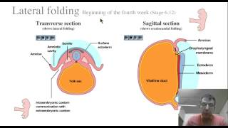 Animations en Embryologie de lUniversité de lIndiana [upl. by Ydnir]