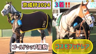 【ゴールドシップ産駒】3着と健闘したコスモブッドレア❗️レース後厩務員さんを引っ張りながらトタトタ足早に帰る【京成杯2024】 [upl. by Faxon]