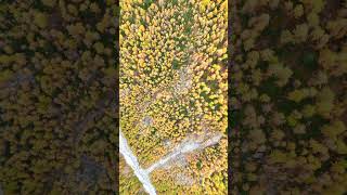 Autumn in Valais🍁🇨🇭 alpen nature alpsmountains travel alps drone beautiful alpsmountains [upl. by Gloriana]