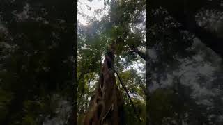 World tallest Murraya koenigii in kerala worldtallest biggest tree forest nature karivepp yt [upl. by Gnanmos]