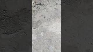 Lizard 🦎🦎🦎 youtubeshorts shortsvideo animals 2024 LakshmiChawan [upl. by Inattyrb650]