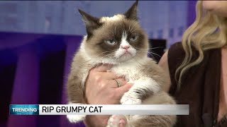 World famous Grumpy Cat dies at age 7 [upl. by Mcgurn313]