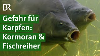 Regionale und naturnahe Fischzucht Mehr Tierwohl und Tierschutz im Karpfenteich  Unser Land  BR [upl. by Miyasawa]