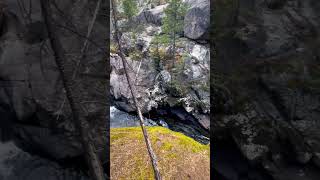 Colorado trout fishing trout waterfall trendingshorts colorado [upl. by Hairam895]