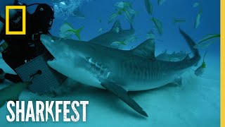 Tiger Sharks Superpowered Jaws  SharkFest  National Geographic [upl. by Nallek]