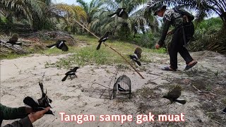 Pikat ku langsung di serbu satu keluarga Kacer ngamuk saat mikat disini aku sampai kewalahan [upl. by Boar]