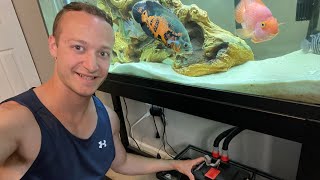 HOW TO CLEAN The Fluval 307 Series Canister Filter start to finish [upl. by Dolorita]