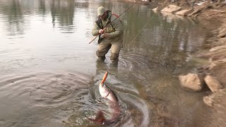 Pecanje mladice u Sloveniji reka Ljubljanica  Varaličarenje  Hucho Hucho Danube salmon FULL VIDEO [upl. by Anoi]