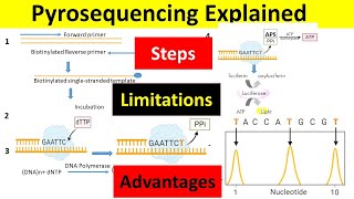 Pyrosequencing Principle Steps Advantages amp Limitations  Pyrosequencing Method of DNA Sequencing [upl. by Pauiie766]