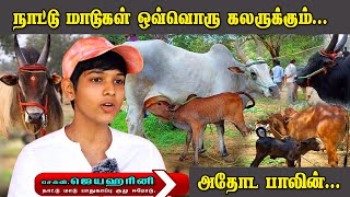 நாட்டு மாடுகள் ஓவ்வொரு நிறத்திற்கும்  AET  Naattu Maadu  kangayam bull and cow show  bull show [upl. by Idak]