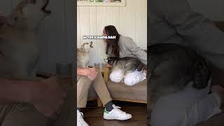 Dramatic Mini Husky THROWS TANTRUM When Owners Kiss 💋 [upl. by Burgwell681]