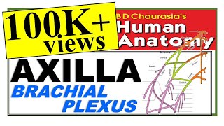 Chp4  Axilla  Brachial Plexus  Upper Limb  BD Chaurasia Regional Anatomy  Dr Asif Lectures [upl. by Lemej]