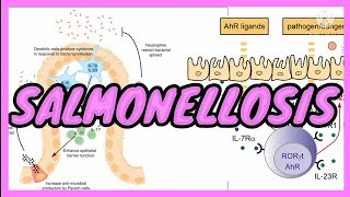 SALMONELLOSIS  ENTERIC FEVERTyphoid  ENTERITIS  Symptoms  Pathogenesis  in UrduHindi [upl. by Sidra537]