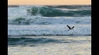 365 days of images   Day 17  Jan 16 2021  Morning at Asilomar Beach  Healing walks [upl. by Niatsirt]